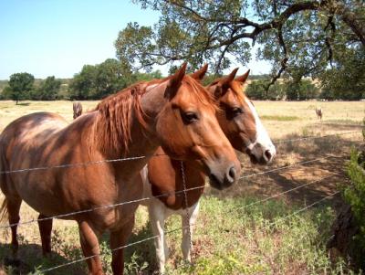 Two horses standing near a wire fence